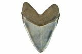 Fossil Megalodon Tooth - South Carolina #124545-1